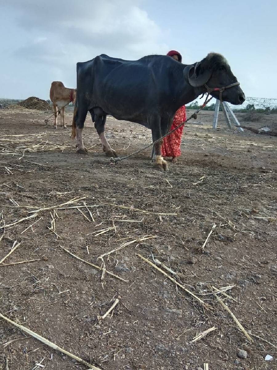 ભેંસ વેચવાની છે