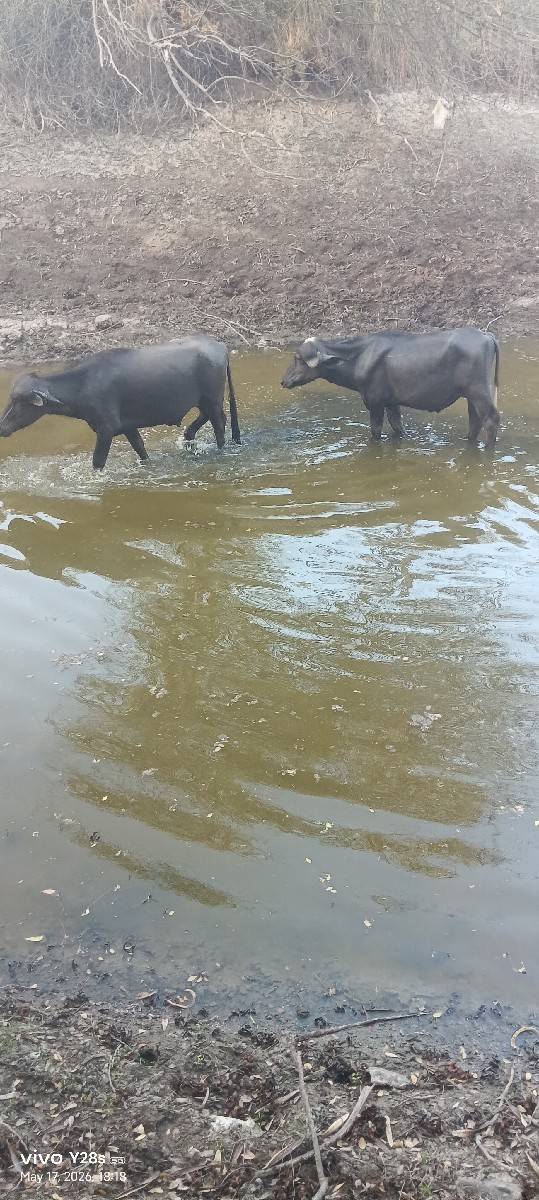 2 ખડેલા પાડા ખોવાય ગયા છે
