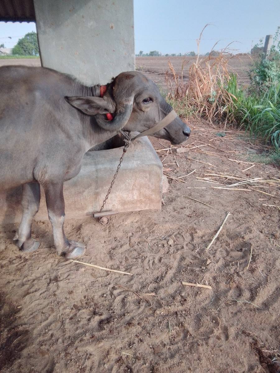2 ખડેલા વેચવના છે