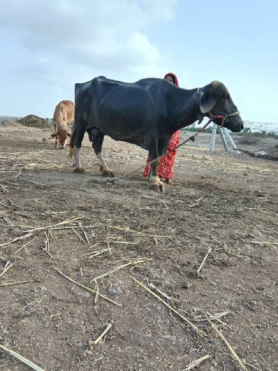 ભેંસ વેચવાની છે