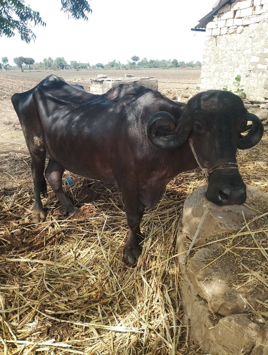 ભેંસ વેચવાની છે