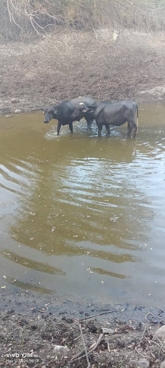 2 ખડેલા પાડા ખોવાય ગયા છે