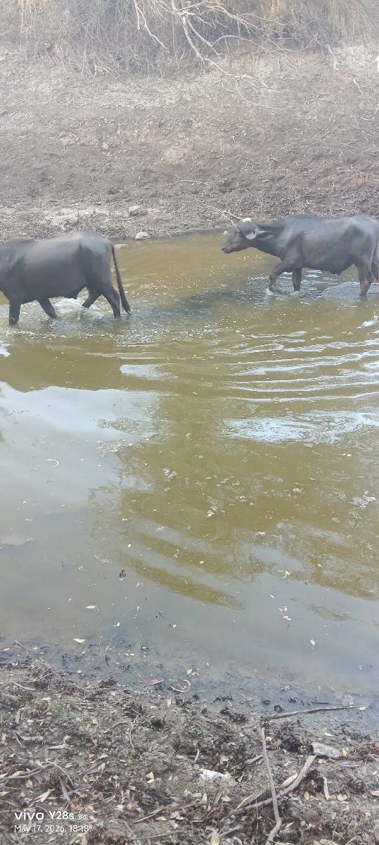 2 ખડેલા પાડા ખોવાય ગયા છે