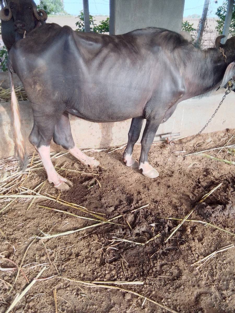 2 ખડેલા વેચવના છે