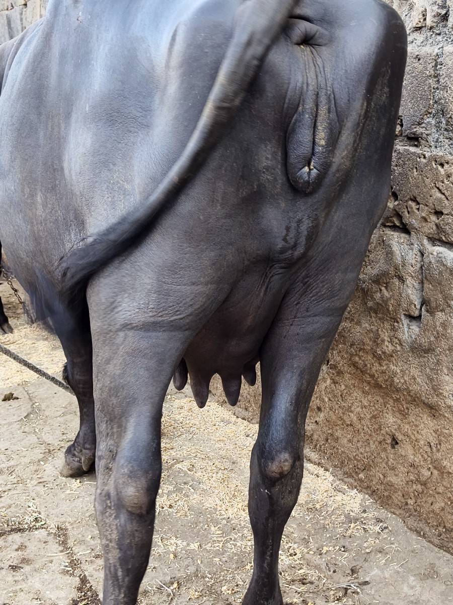 પેલ વેતરી ખળેલી સે
