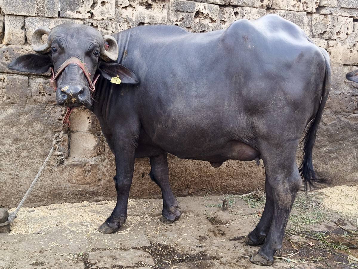 પેલ વેતરી ખળેલી સે