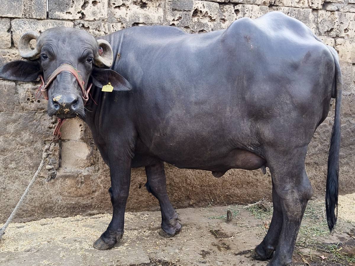 પેલ વેતરી ખળેલી સે
