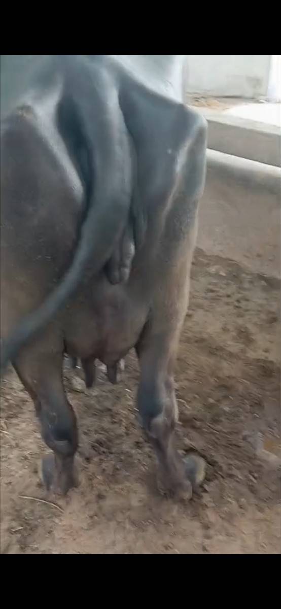 4 વેતર વિયાણી