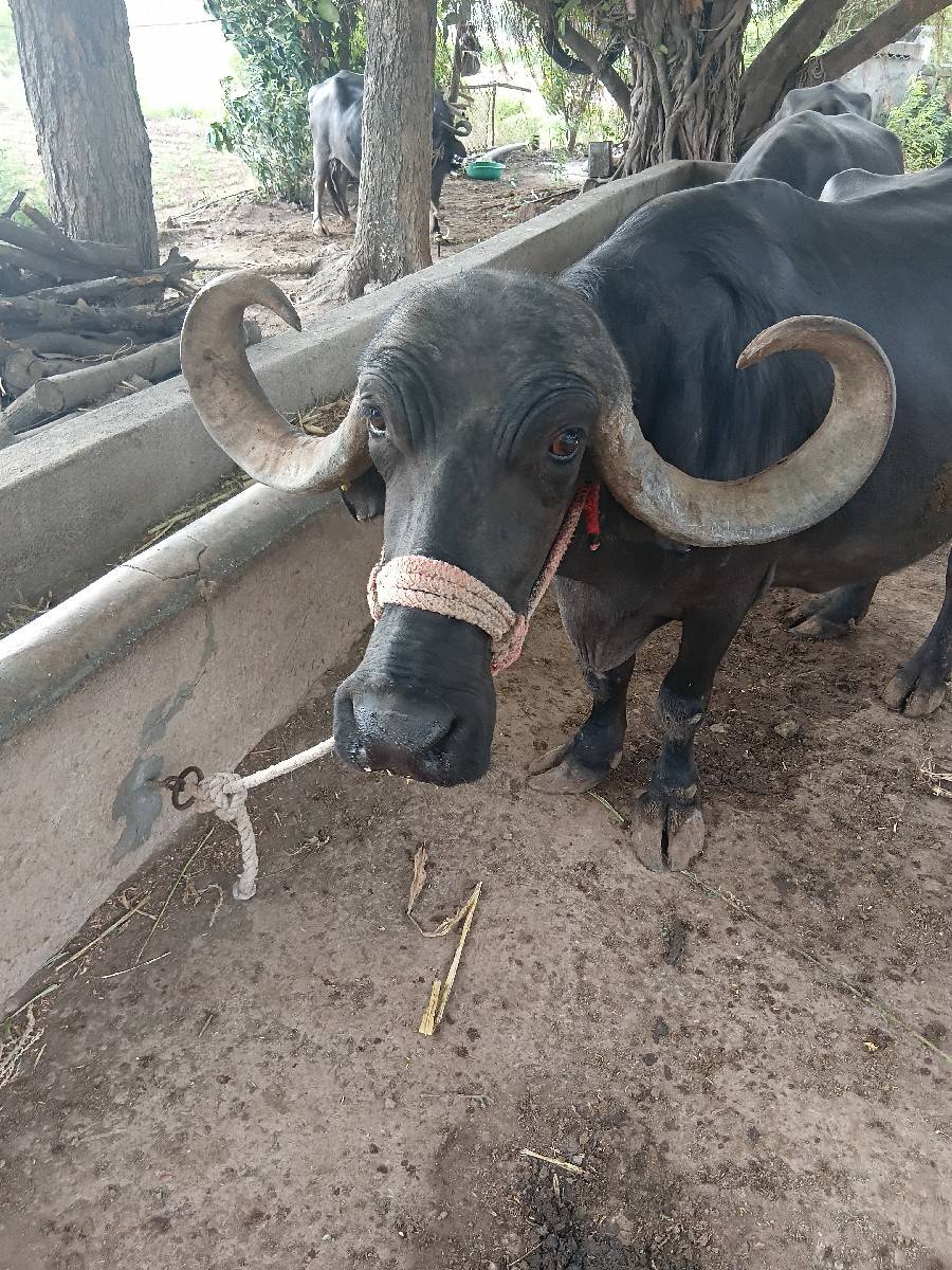4 વેતર વિયાણી