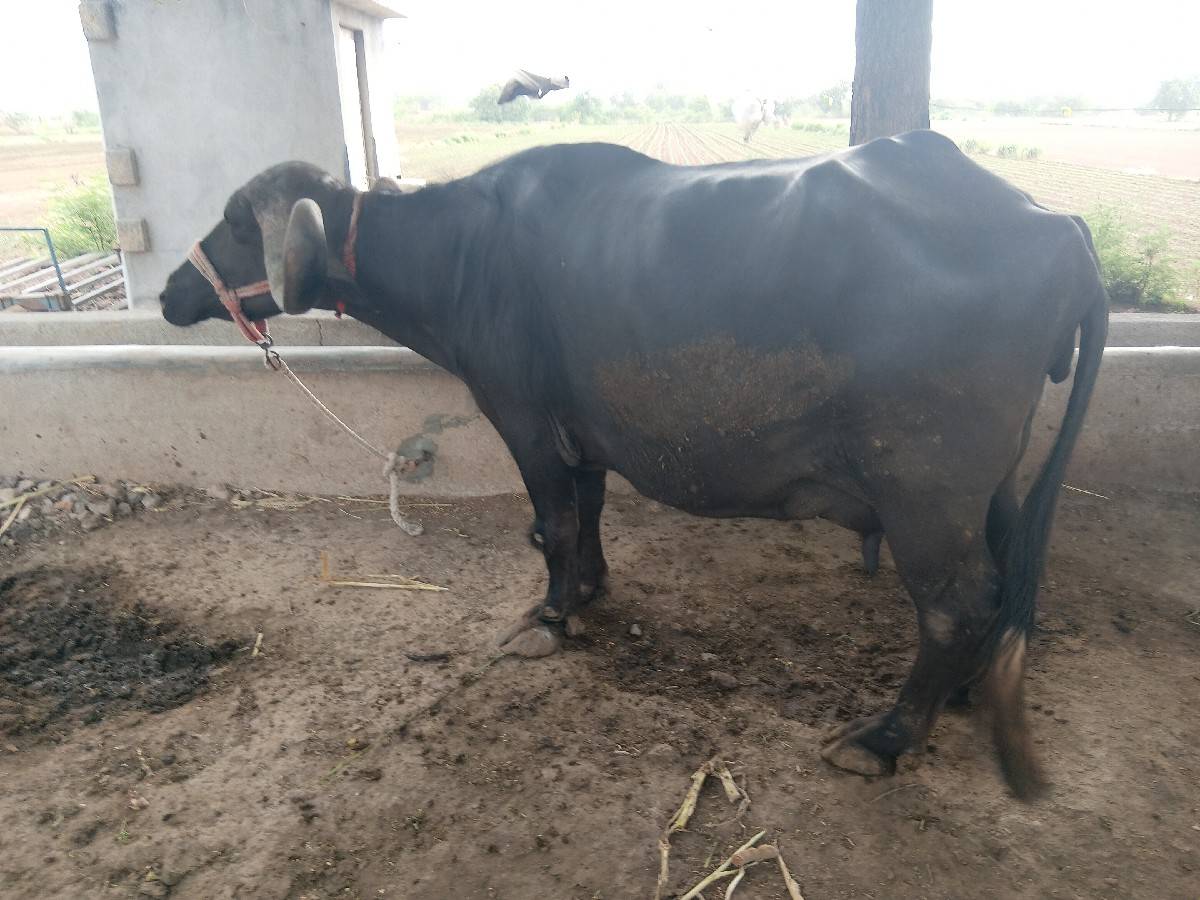4 વેતર વિયાણી