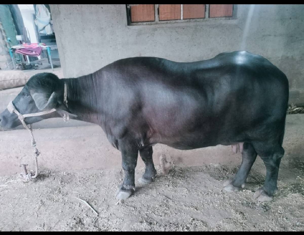 આ ભેશવેશવાની શે બિજા વેતર માં શે