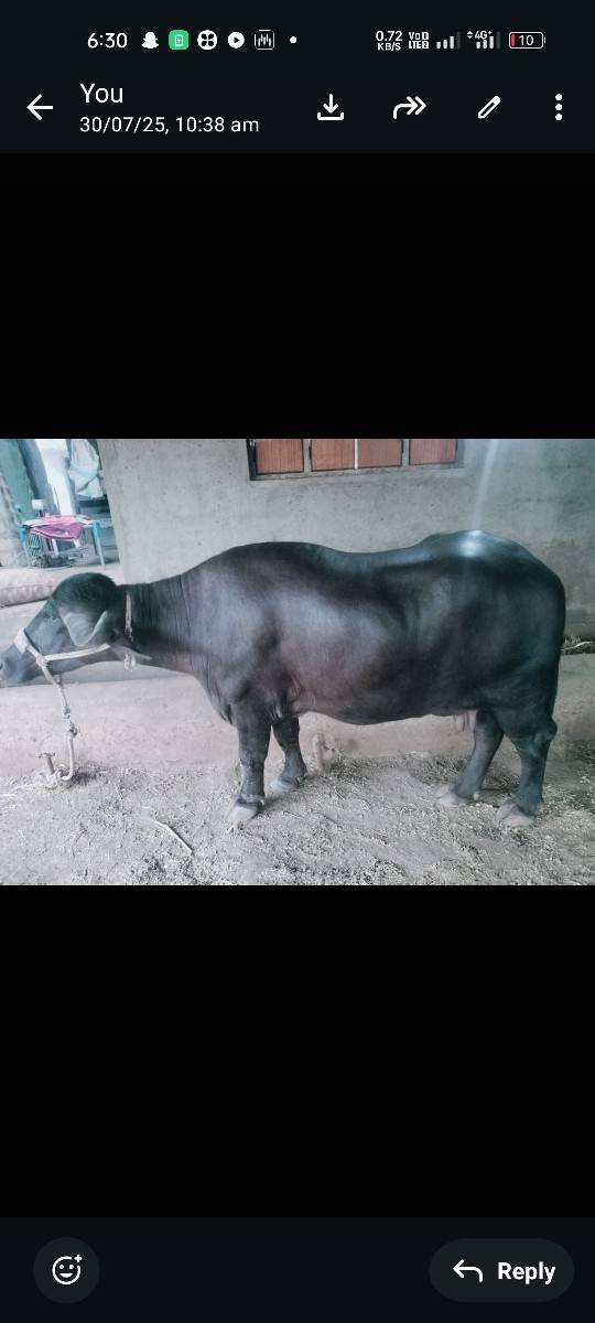 આ ભેશવેશવાની શે બિજા વેતર માં શે