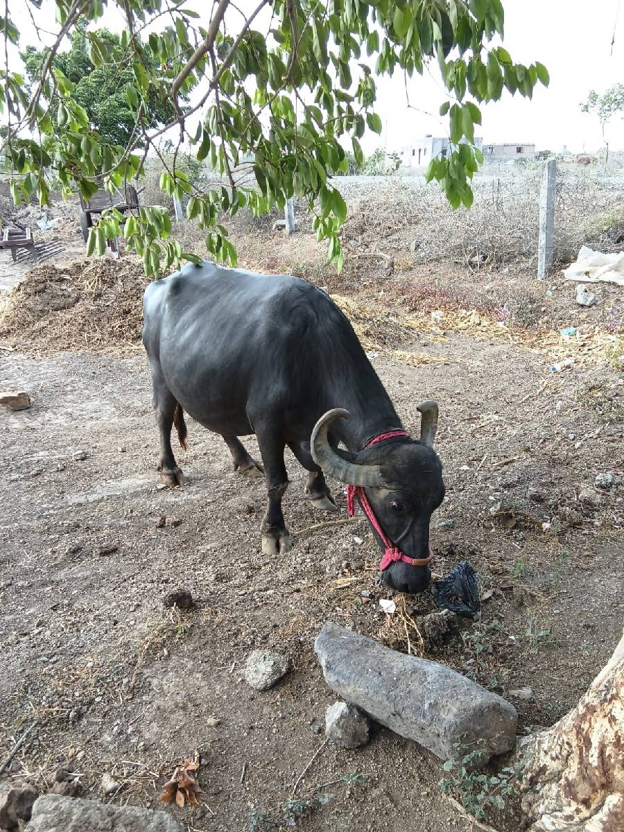 ભેંસવેચવાનીઆમાંફોન 9979600813