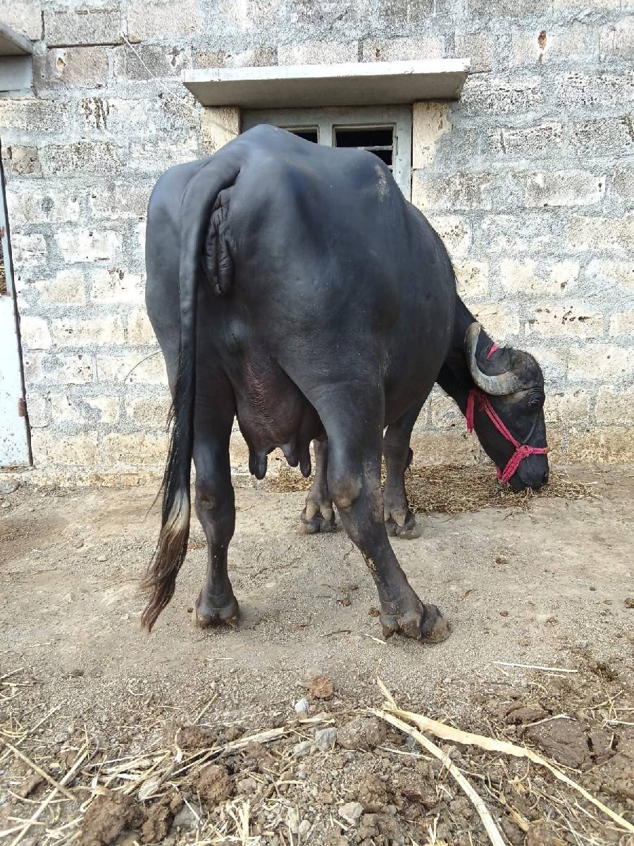 ભેંસવેચવાનીઆમાંફોન 9979600813