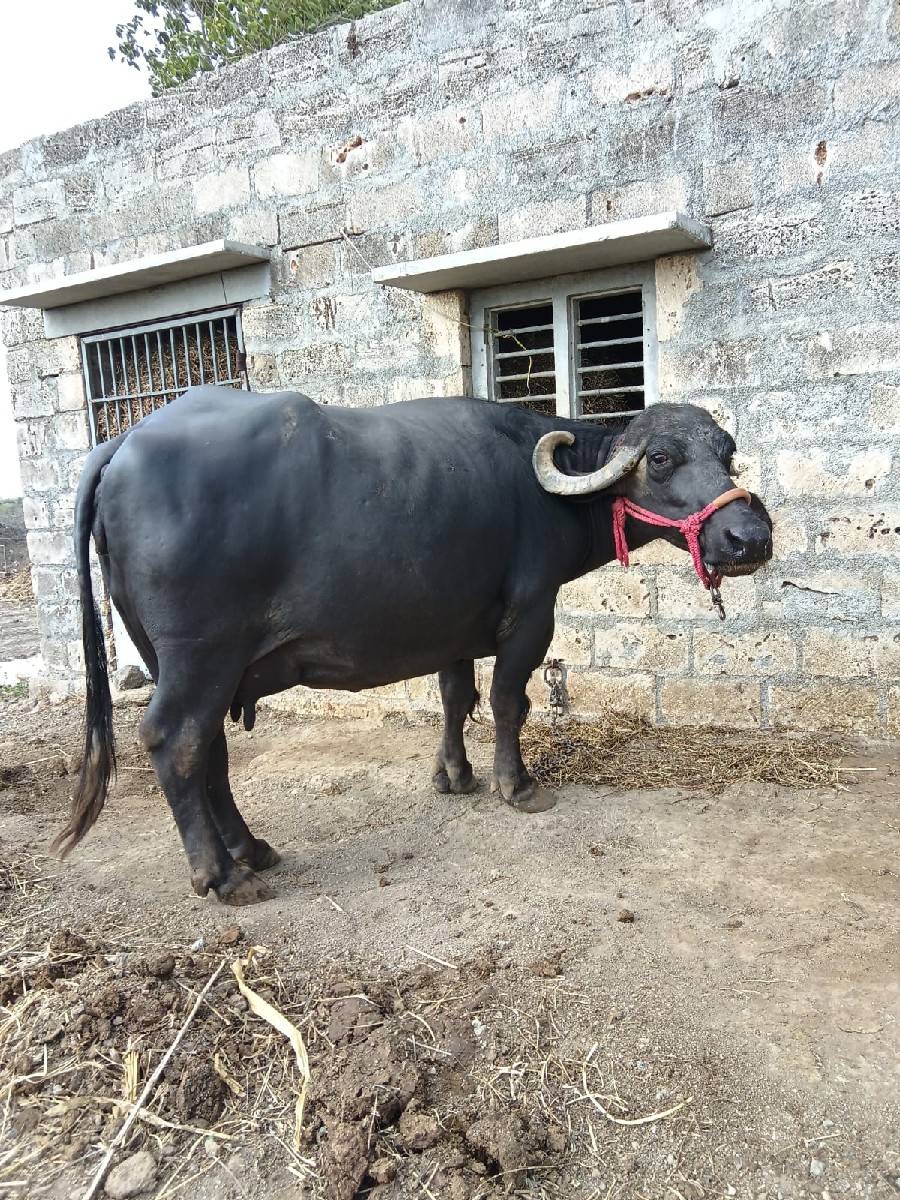 ભેંસવેચવાનીઆમાંફોન 9979600813