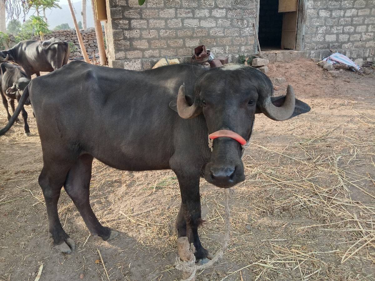 ખળેલી