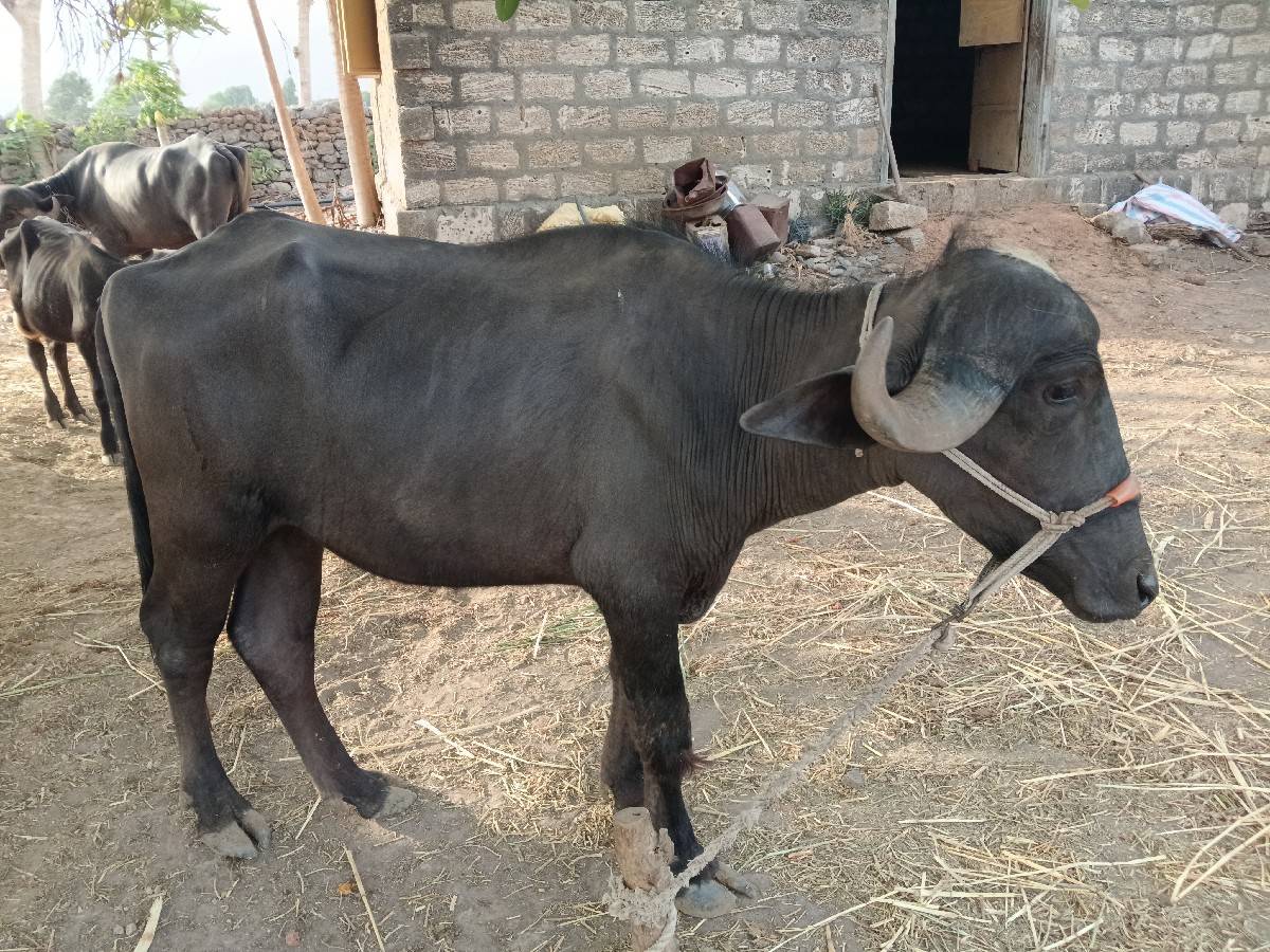 ખળેલી