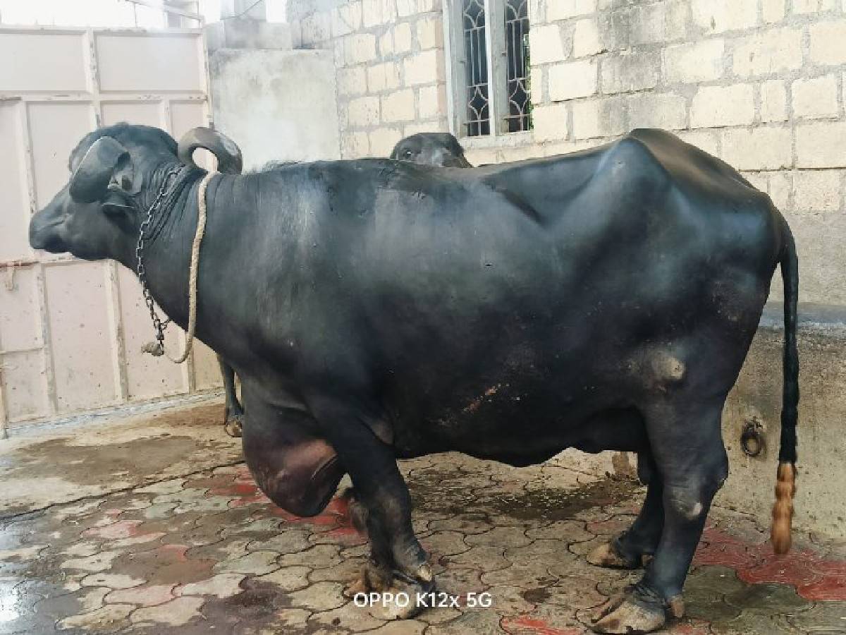ભેંસ વેચવાની છે