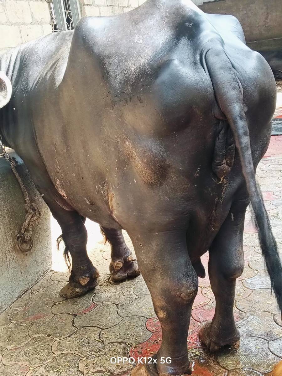 ભેંસ વેચવાની છે