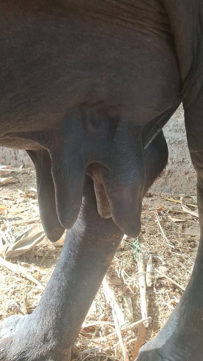 ભેંસ વેચવાની છે