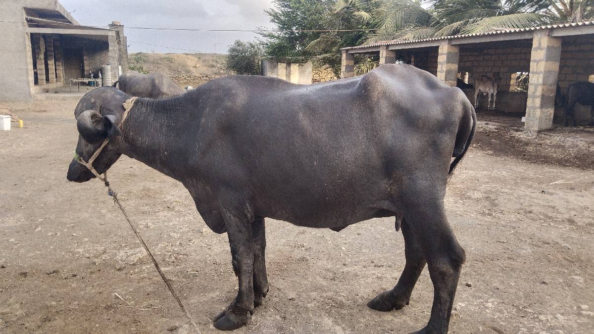 ભેંશ 25કાચી