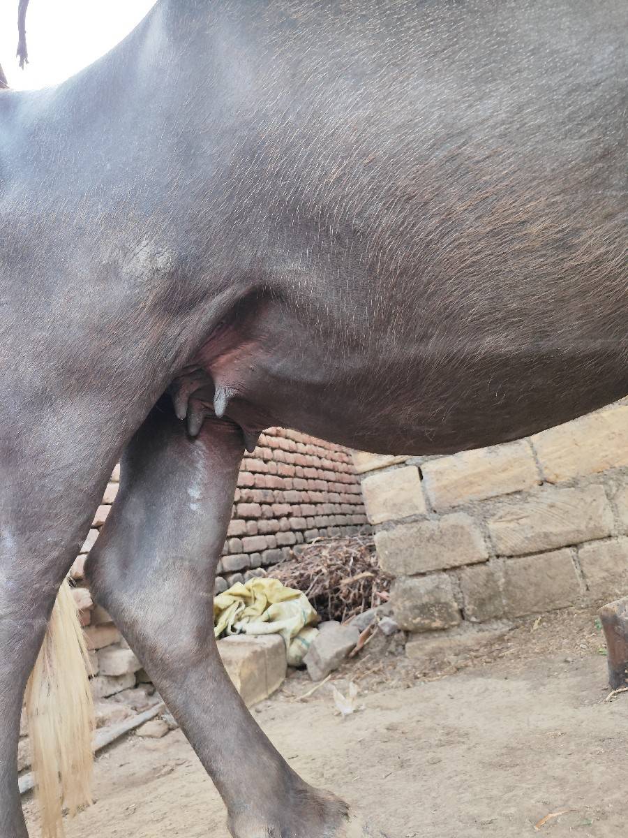 ભેંસ વેચવાની છે
