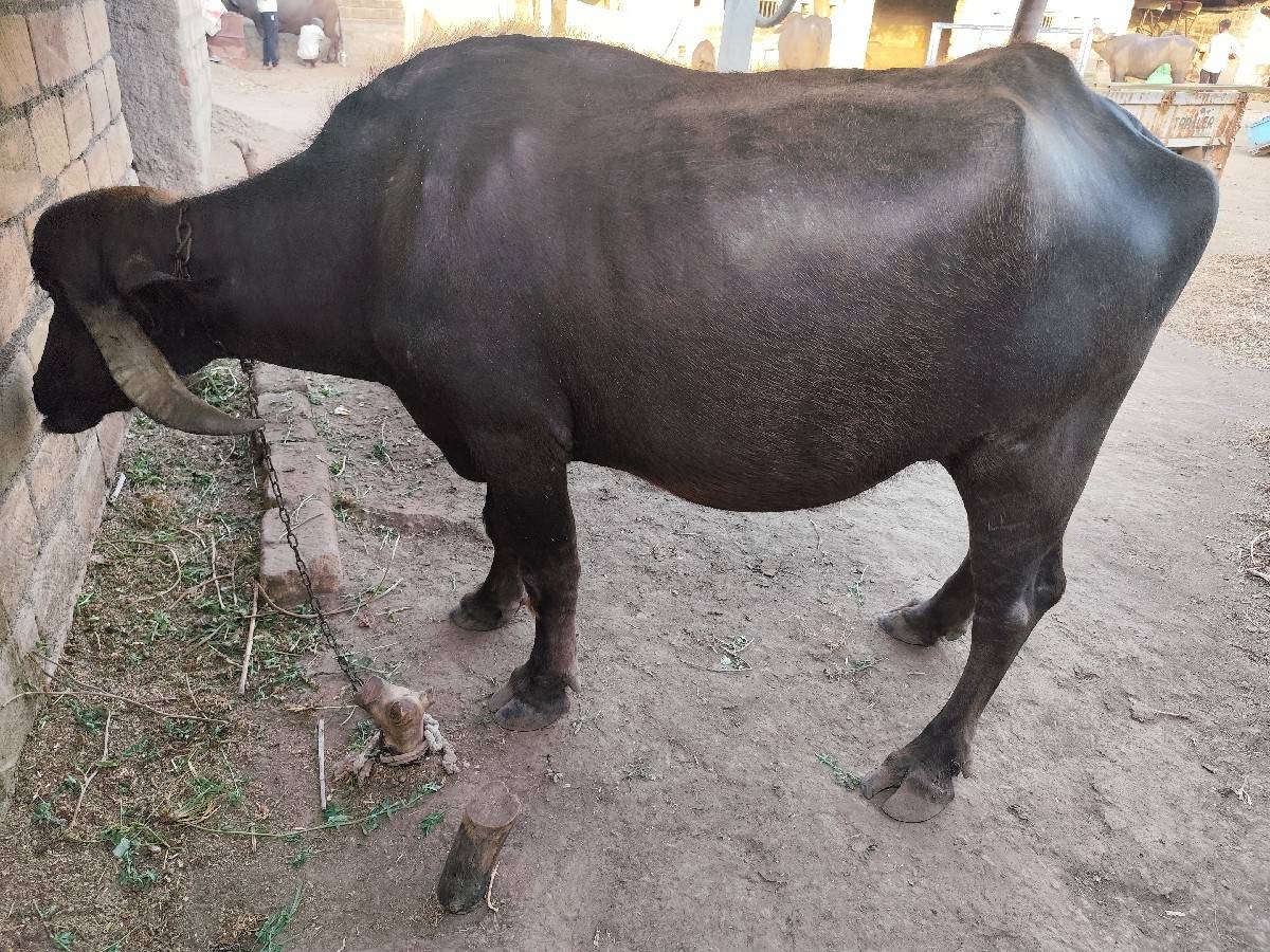 ભેંસ વેચવાની છે