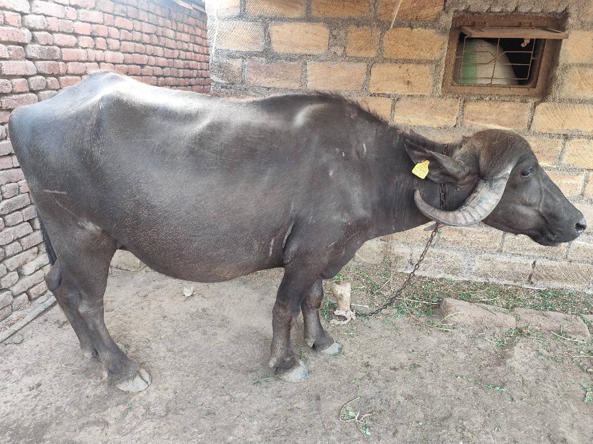 ભેંસ વેચવાની છે