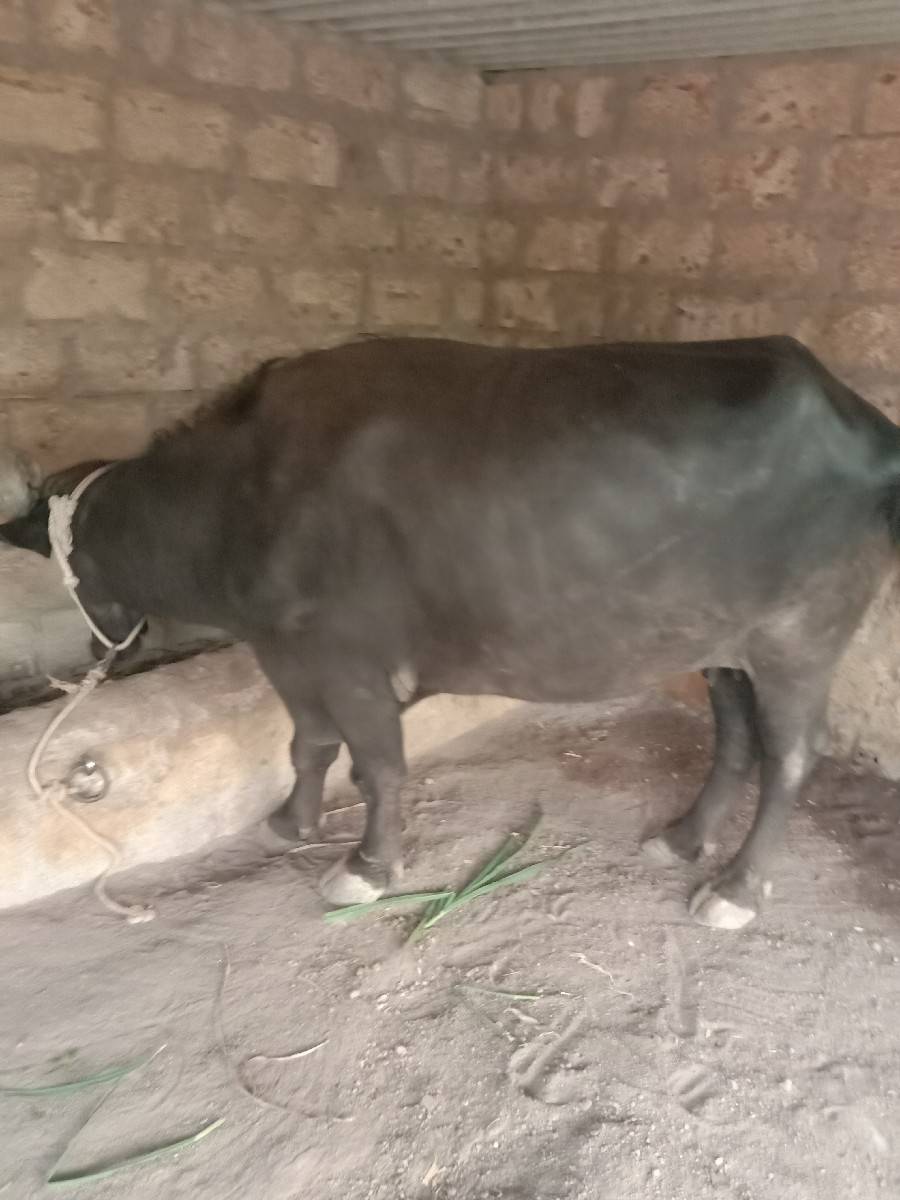 2ju vetar bhes vechavani chhe