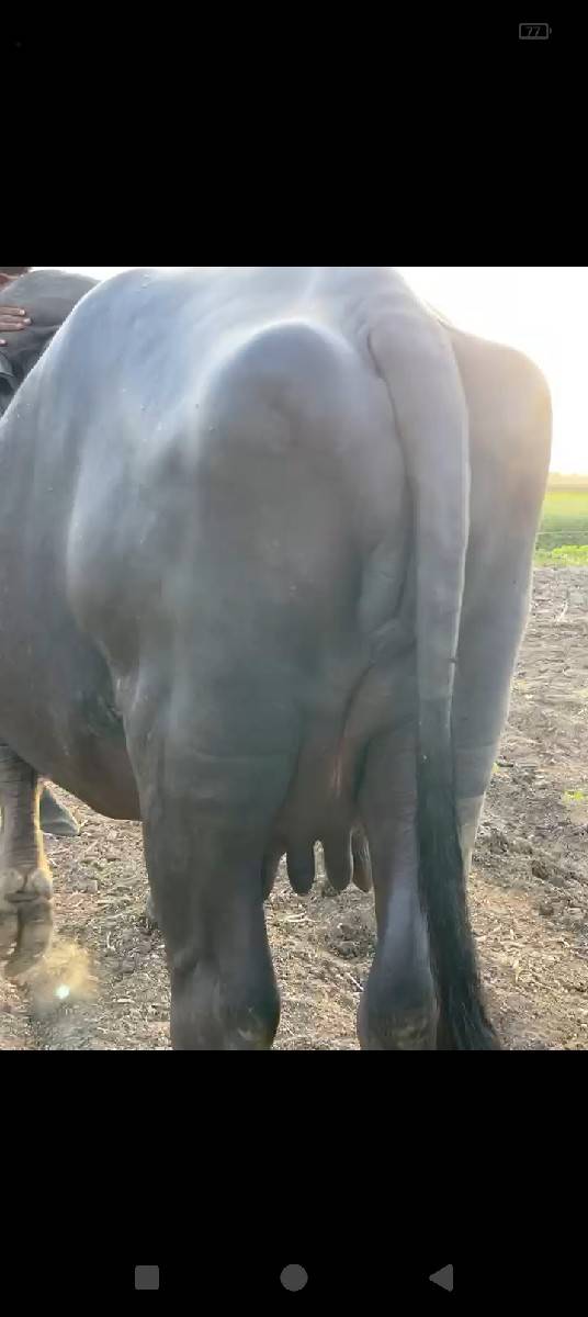 ખડાય