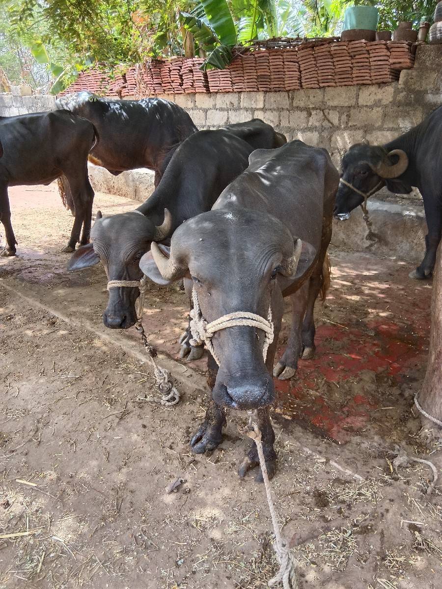 ખડેલા