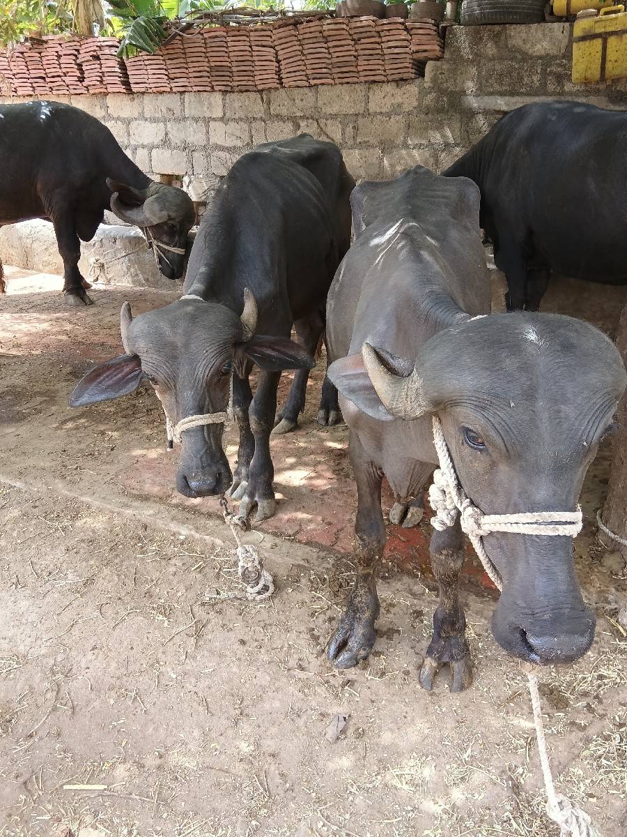 ખડેલા