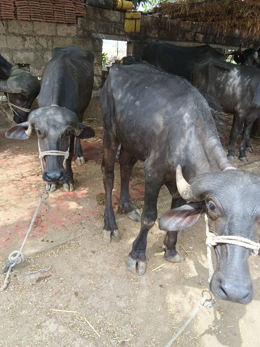 ખડેલા