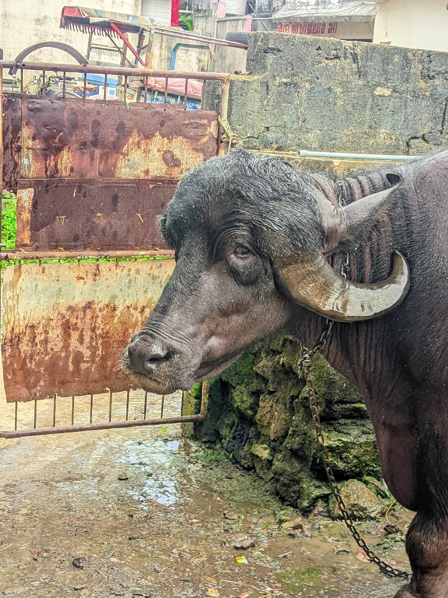 ખળેલી વેચવાની છે