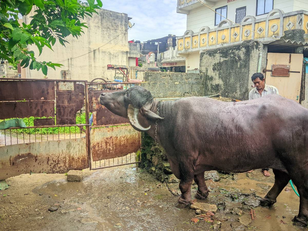 ખળેલી વેચવાની છે