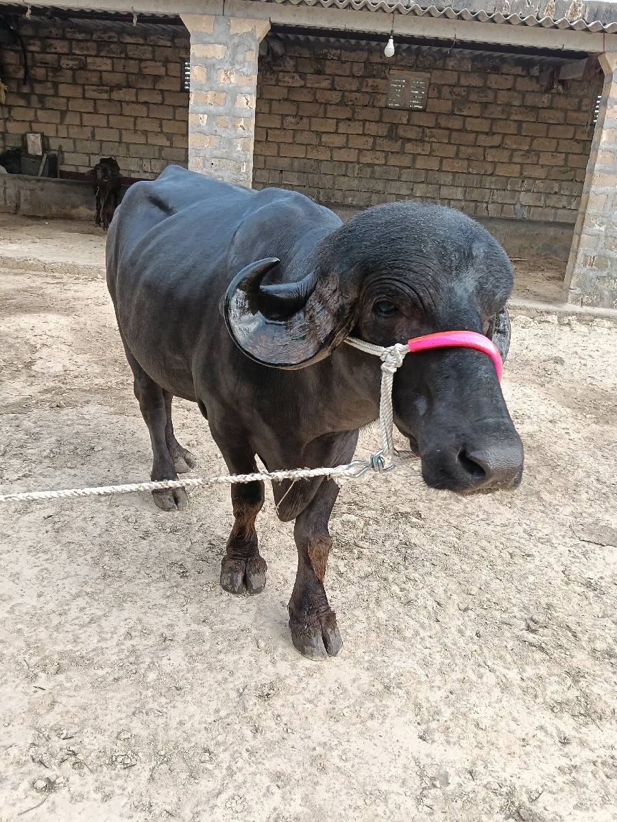 પાડો વેચવાનો છે