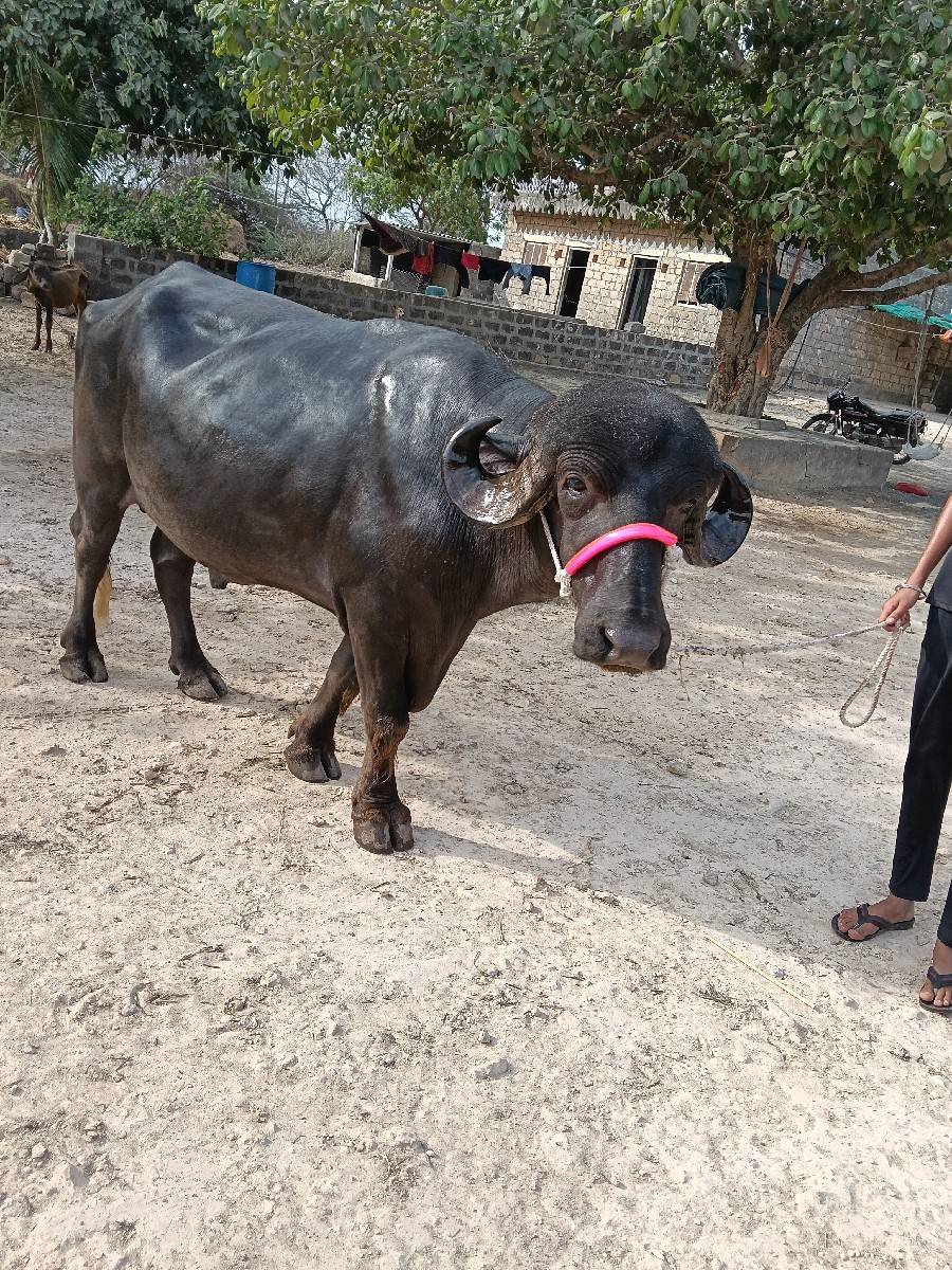 પાડો વેચવાનો છે