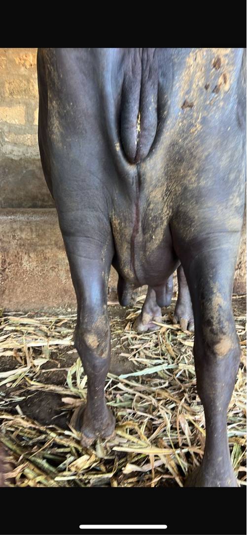 4 વેતરમાં ભેંશ વેચવાની છે