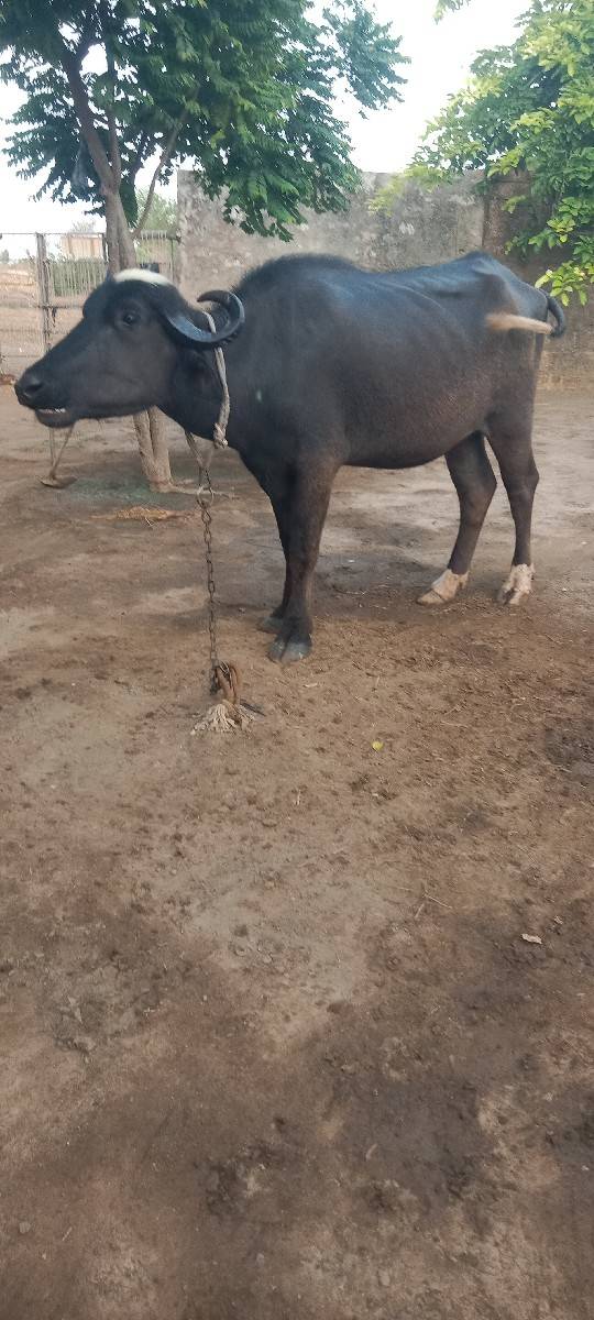ખળેલી વેચવાની છે