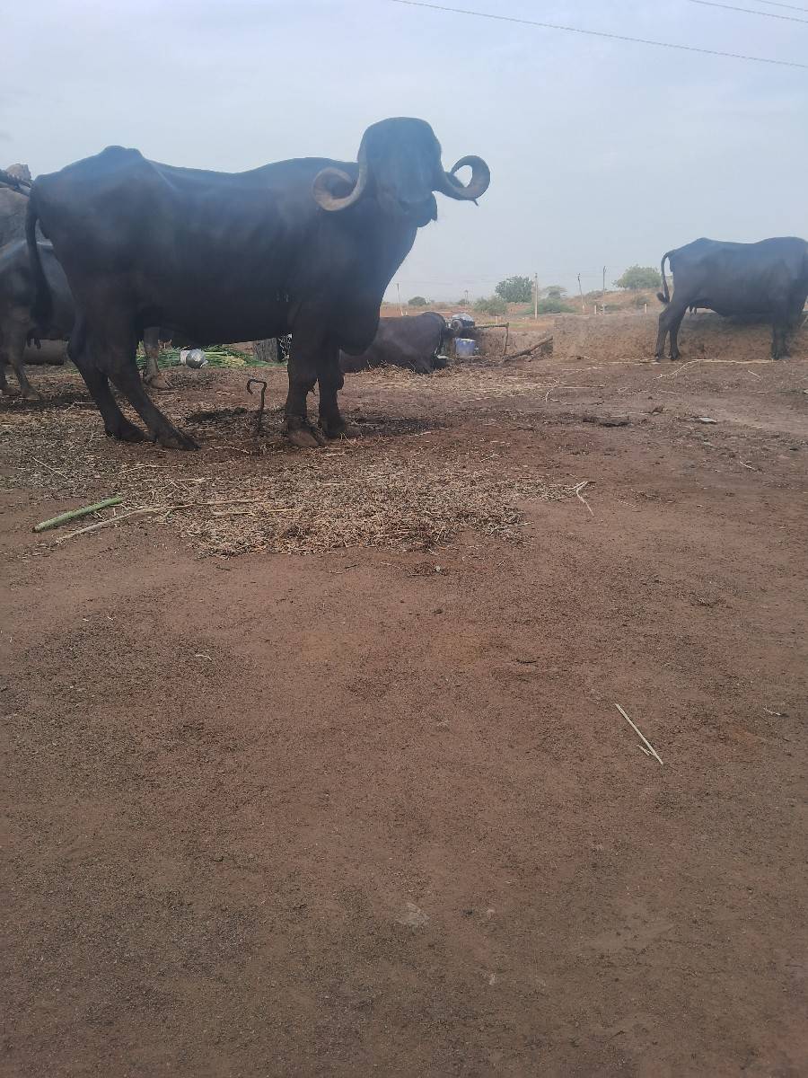 ભેટ વેચવાની છે