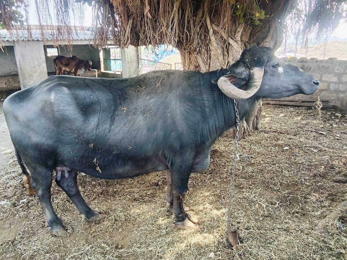 bhesh vechavani che