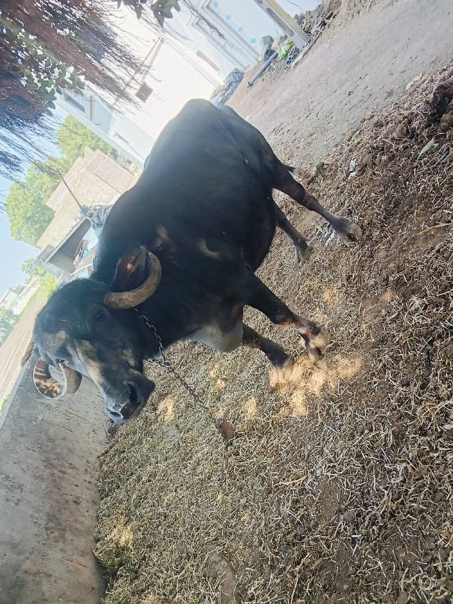 bhesh vechavani che