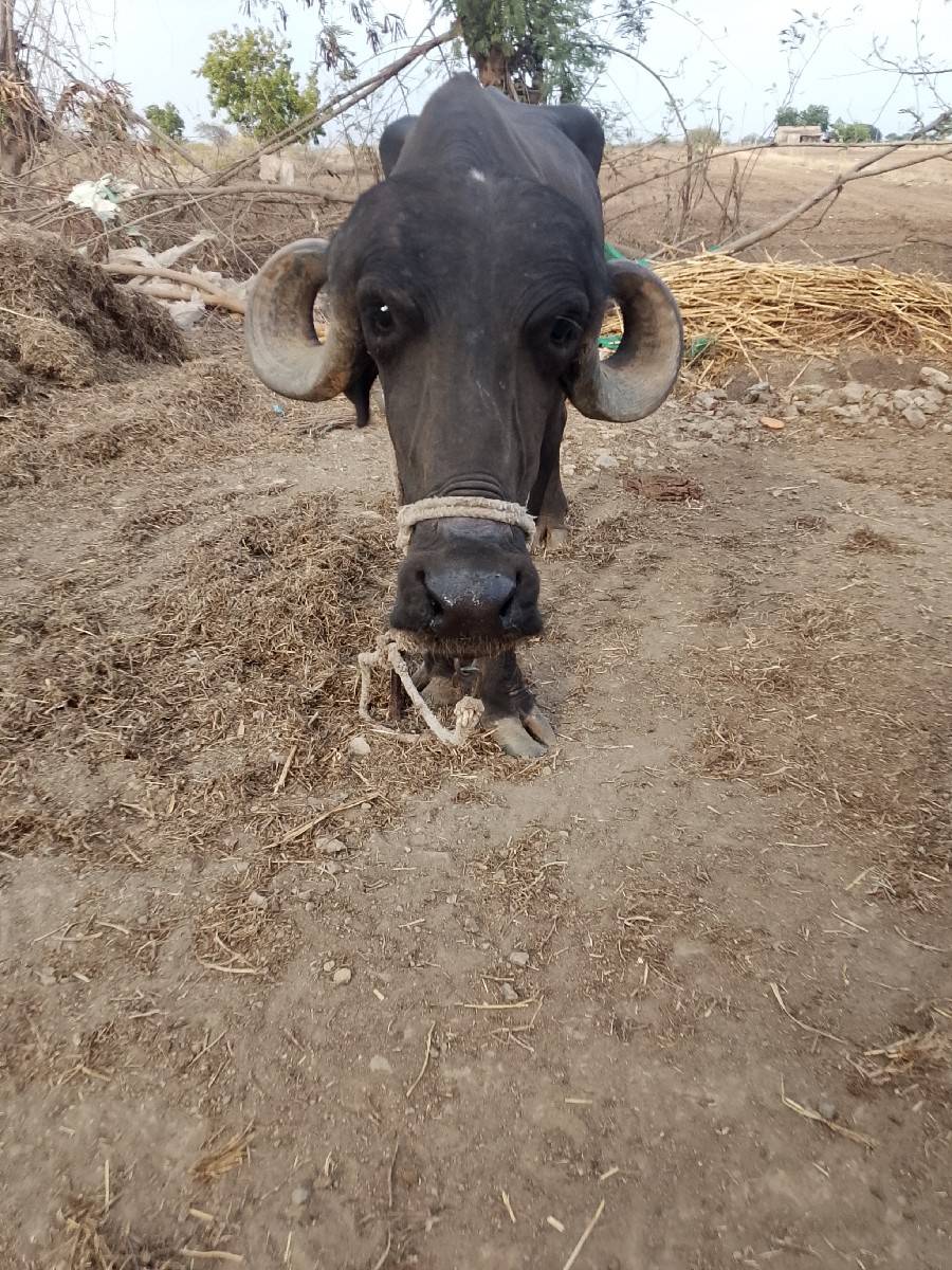vechavani che pelu vetar