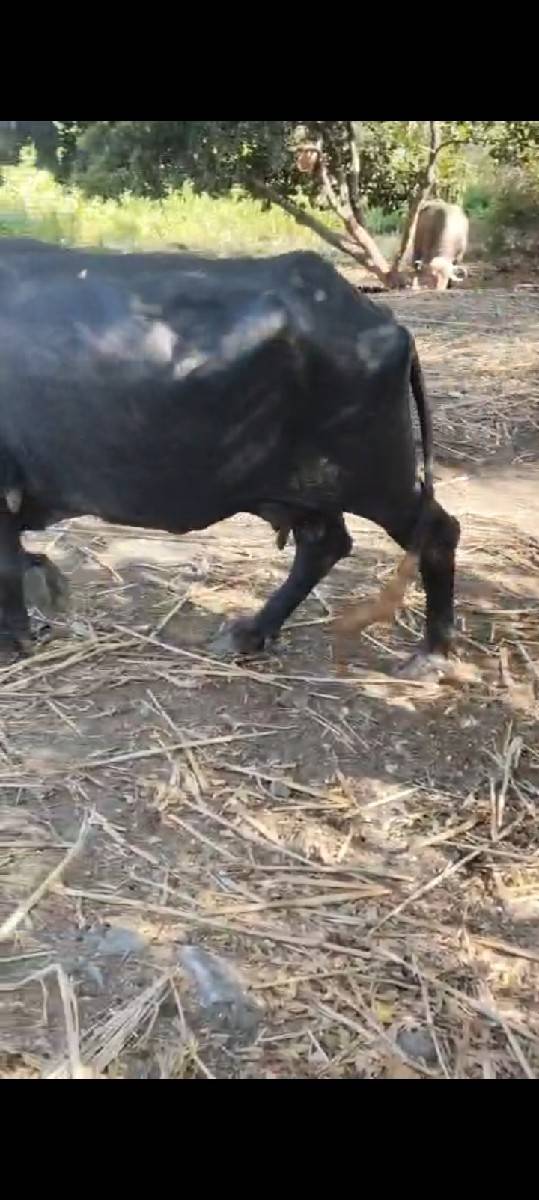 વેચવાની