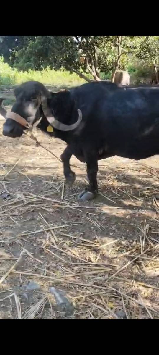વેચવાની