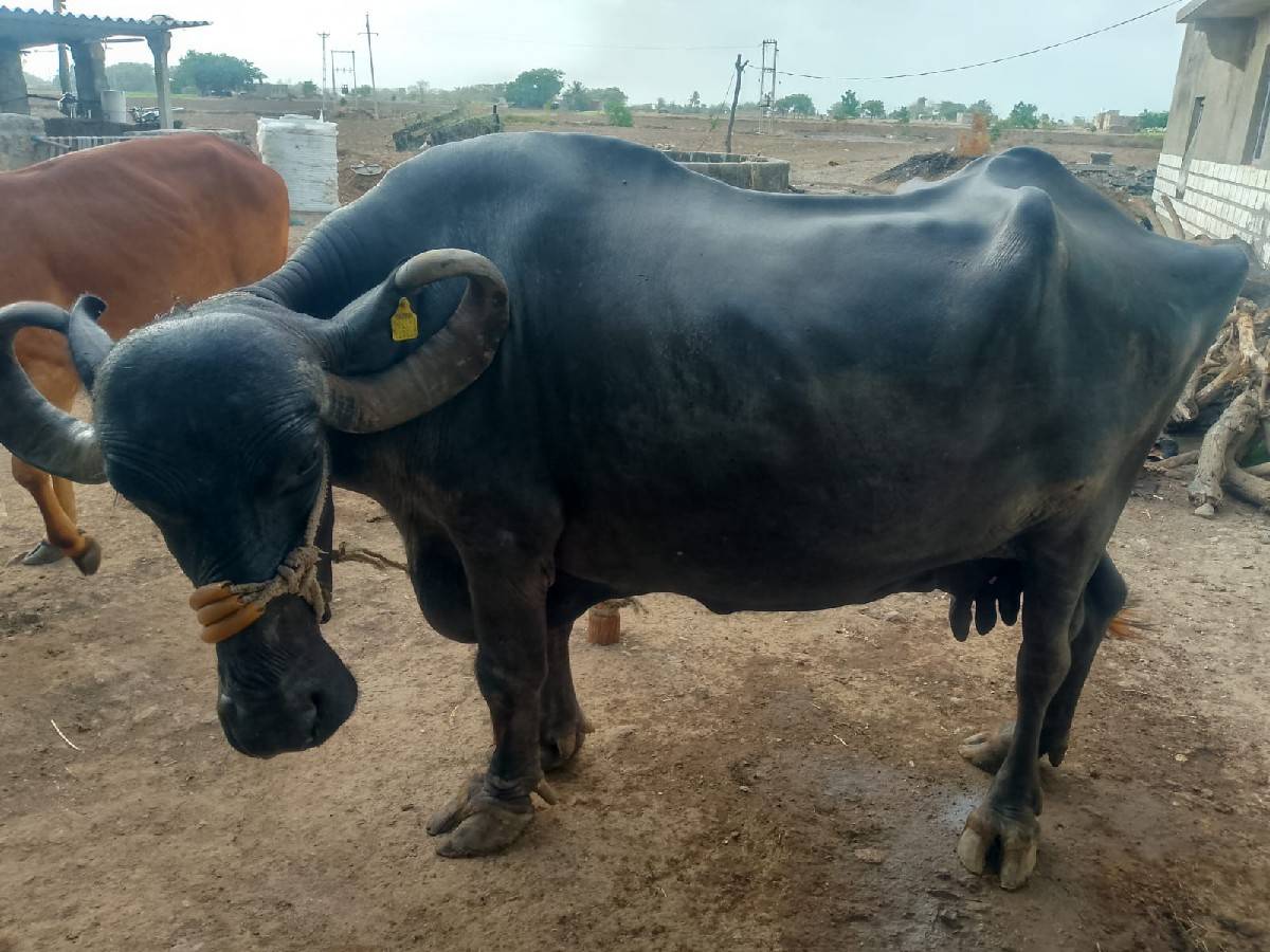 આ ભેંસ વેચવાની છે