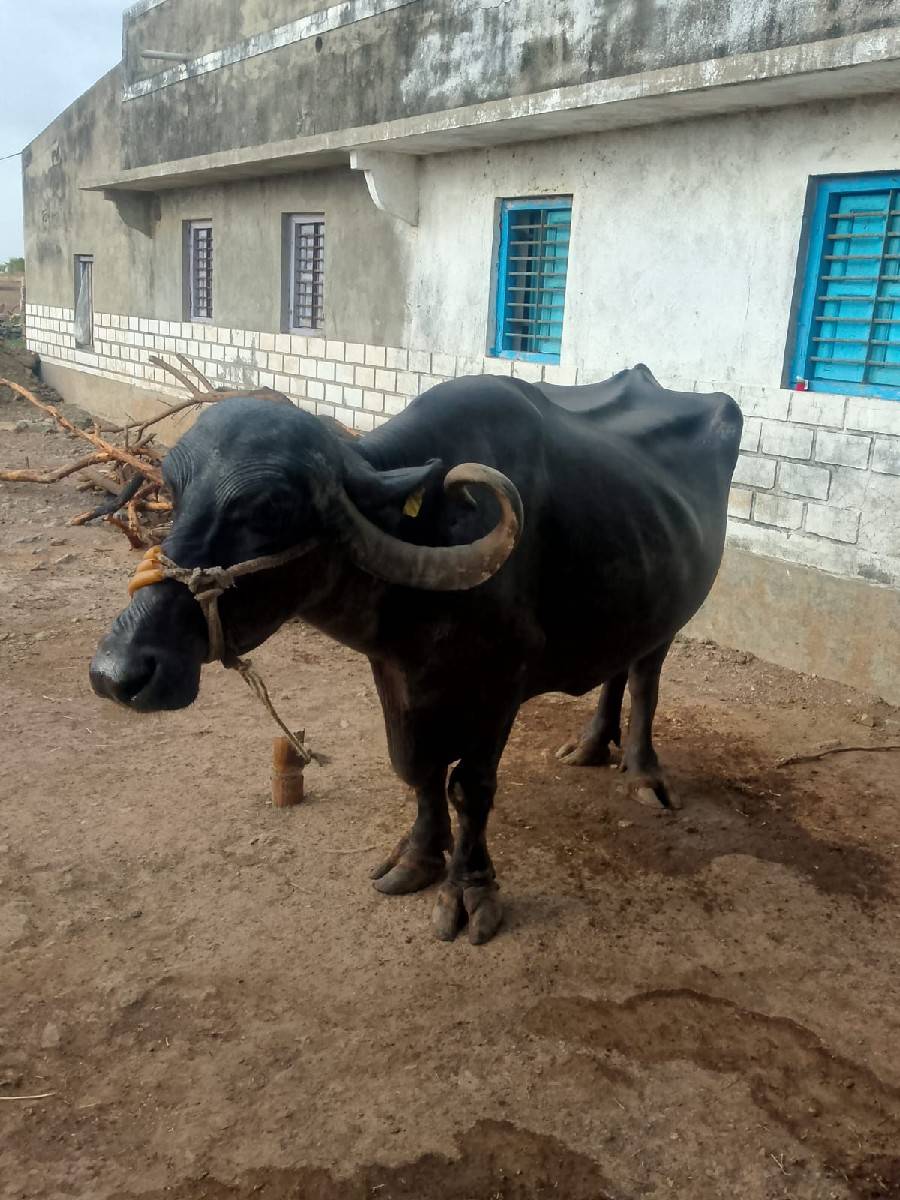 આ ભેંસ વેચવાની છે