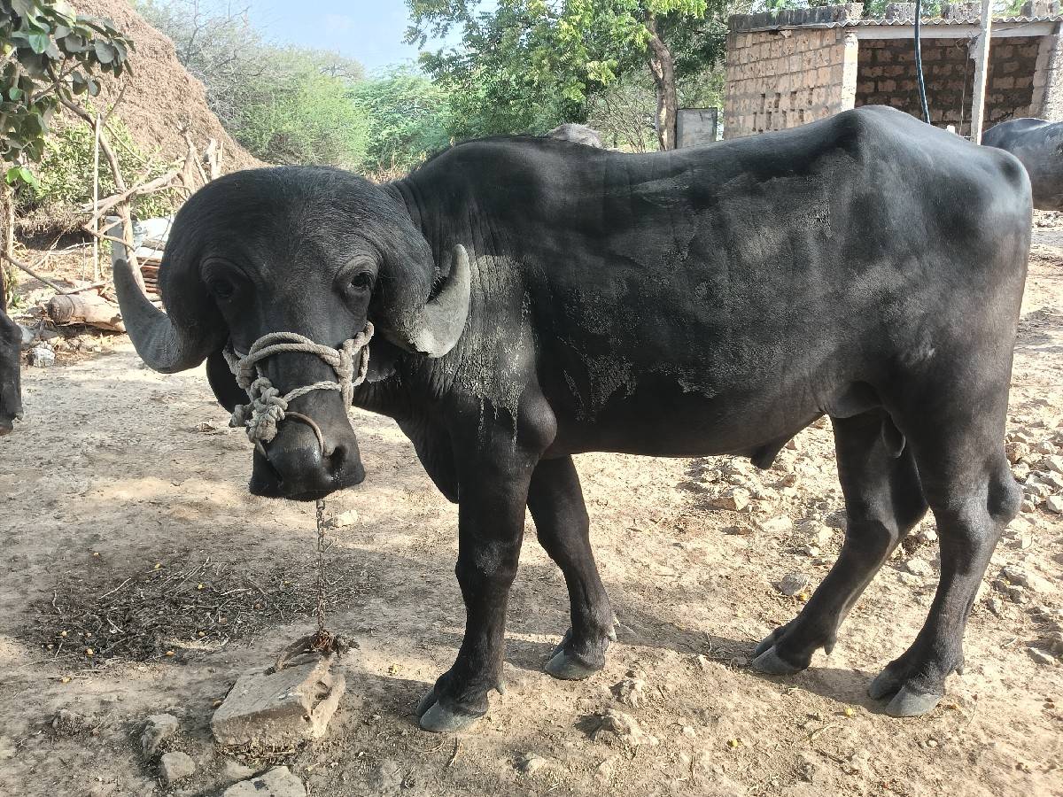પાડા ના સાડા કરવાના છે