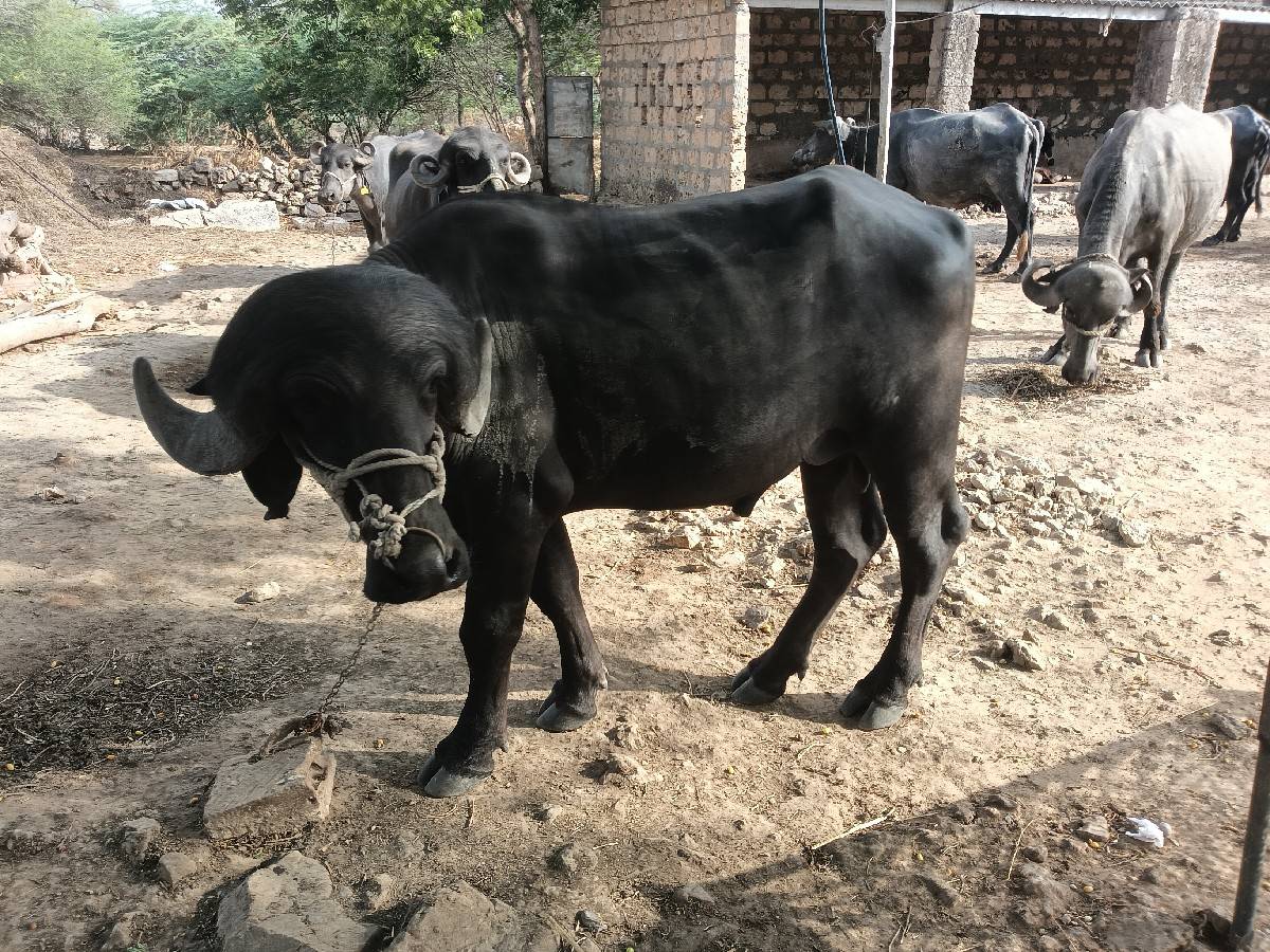 પાડા ના સાડા કરવાના છે