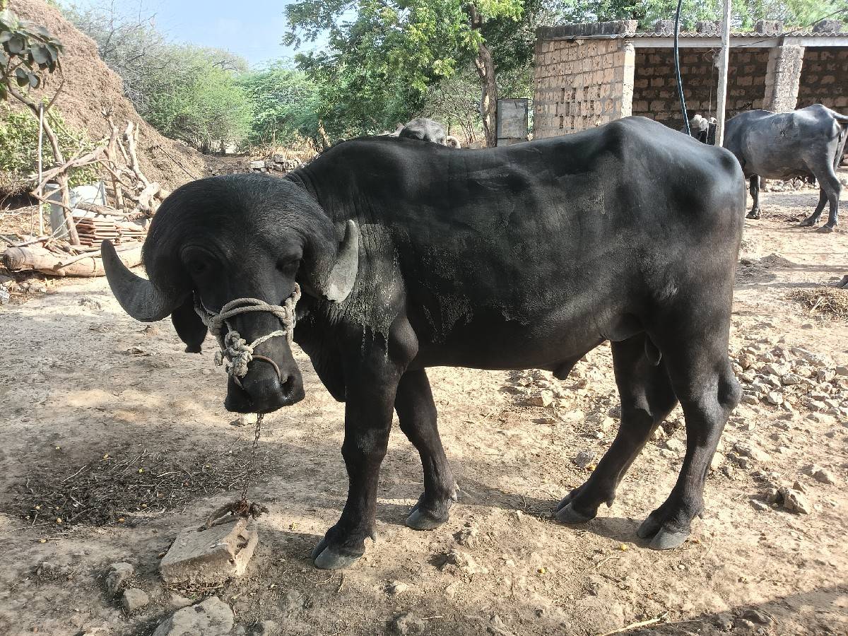 પાડા ના સાડા કરવાના છે